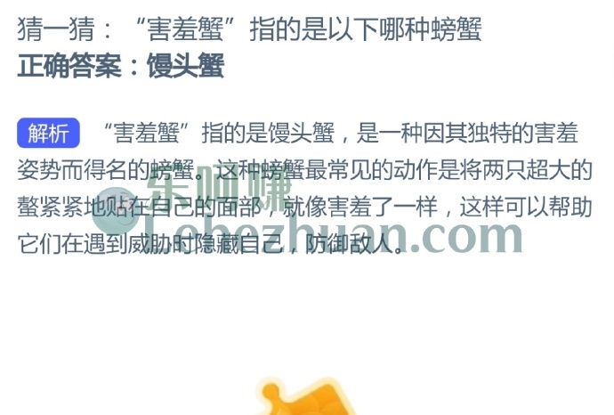 害羞蟹指的是以下哪种螃蟹?