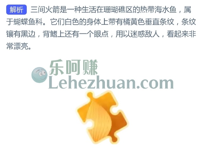 三间火箭属于以下哪类海洋动物?