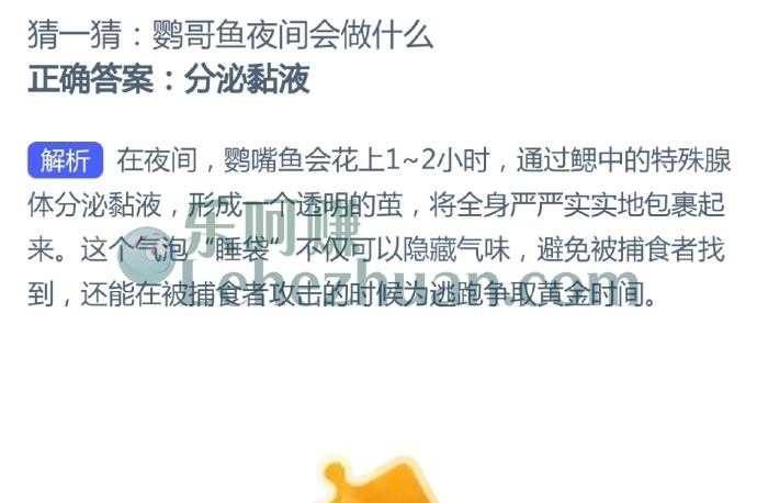 鹦哥鱼夜间会做什么?
