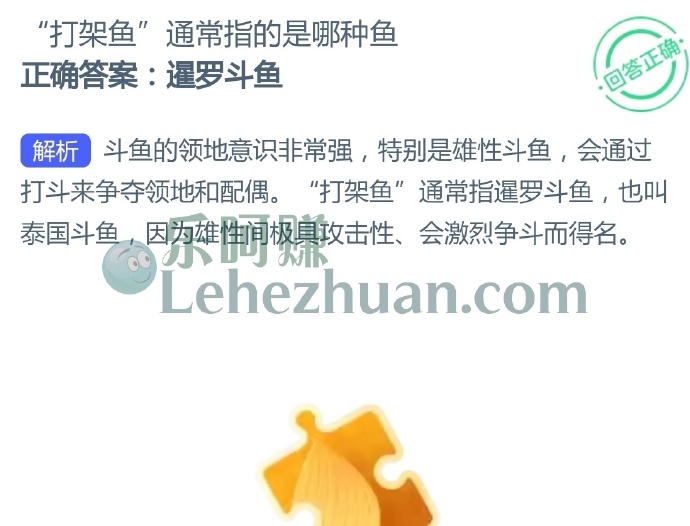 打架鱼通常指的是哪种鱼?
