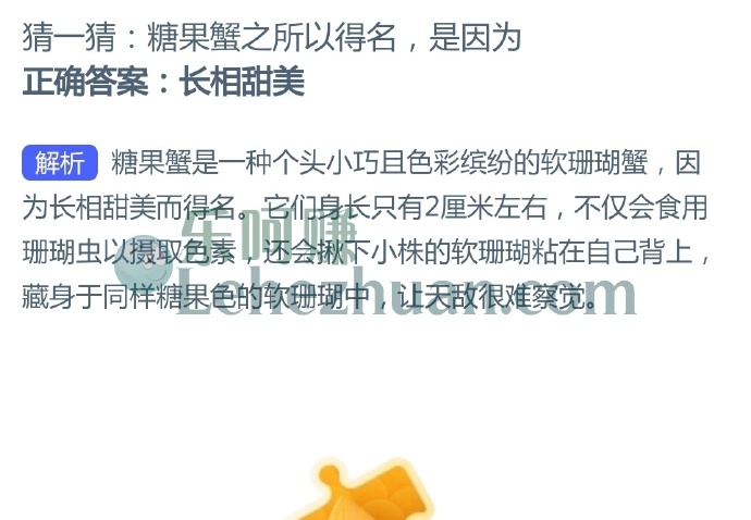 糖果蟹之所以得名,是因为?
