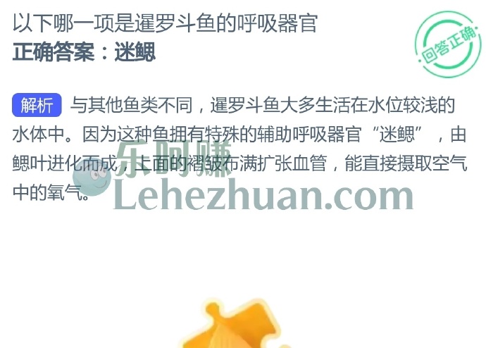 以下哪一项是暹罗斗鱼的呼吸器官?