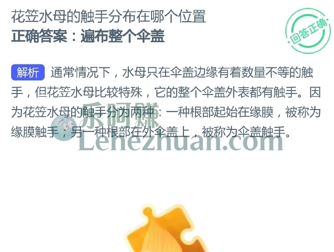 花笠水母的触手分布在哪个位置?