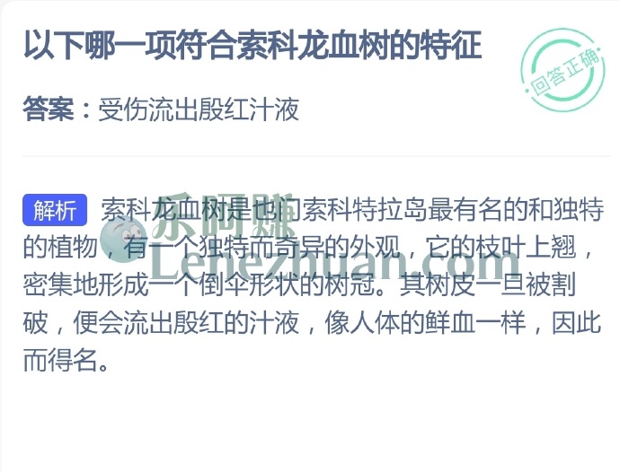 以下哪一项符合索科龙血树的特征?