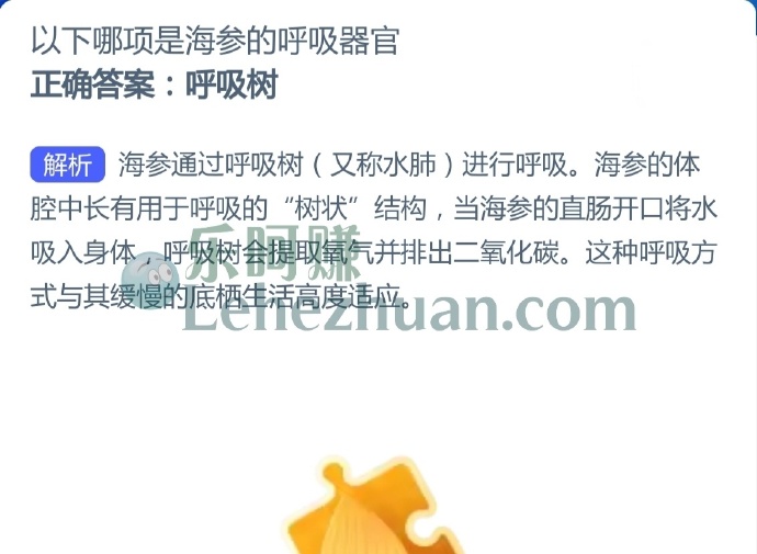 以下哪项是海参的呼吸器官?