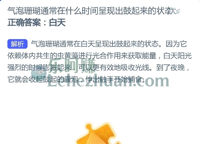 气泡珊瑚通常在什么时间呈现出鼓起来的状态?