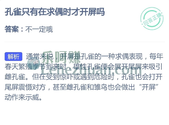 孔雀只有在求偶时才开屏吗?