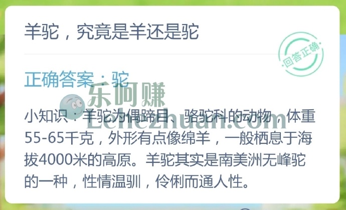 外形可爱的羊驼,其真实身份是羊还是驼?