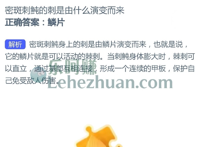 密斑刺鲀的刺是由什么演变而来?