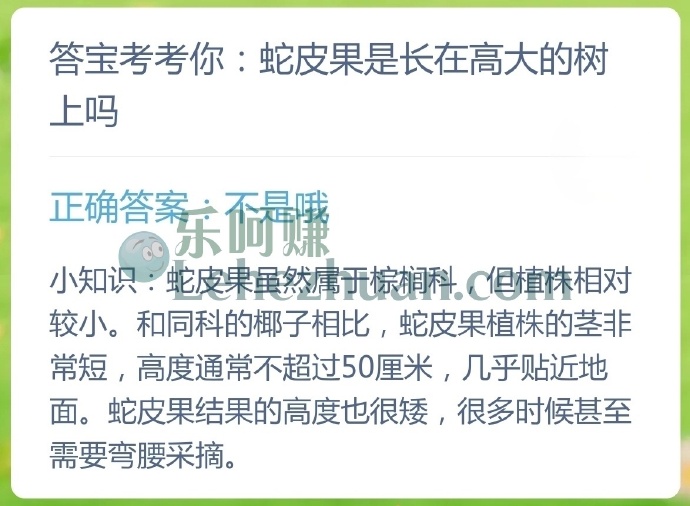 蛇皮果是长在高大的树上吗?