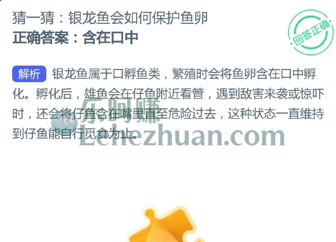 银龙鱼会如何保护鱼卵?