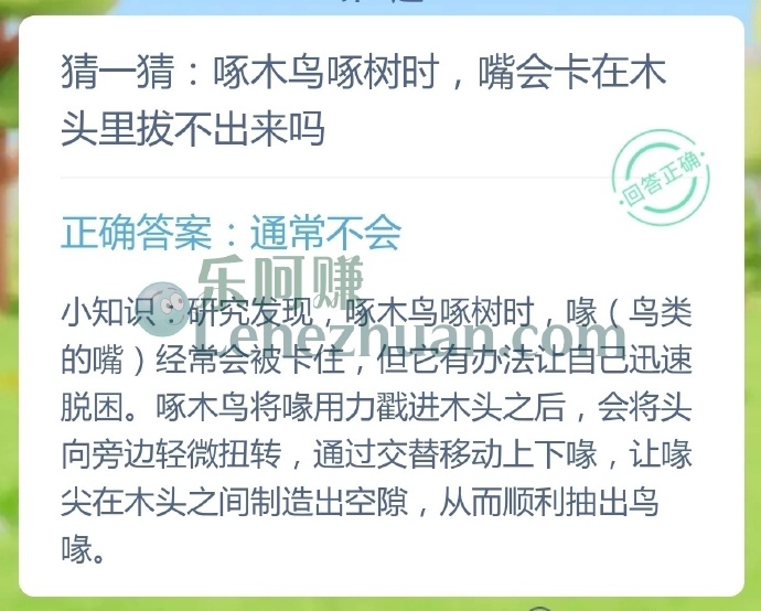 啄木鸟啄树时,嘴会卡在木头里拔不出来吗?