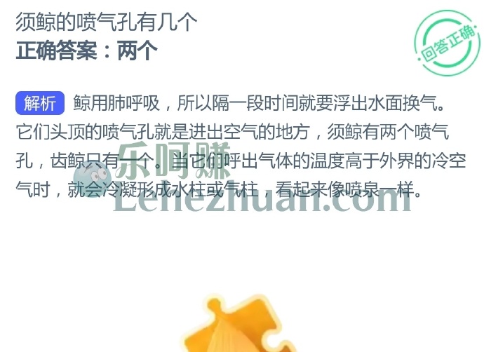 须鲸的喷气孔有几个?