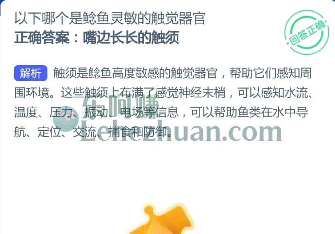 以下哪个是鲶鱼灵敏的触觉器官?