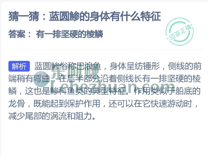 蓝圆鲹的身体有什么特征?