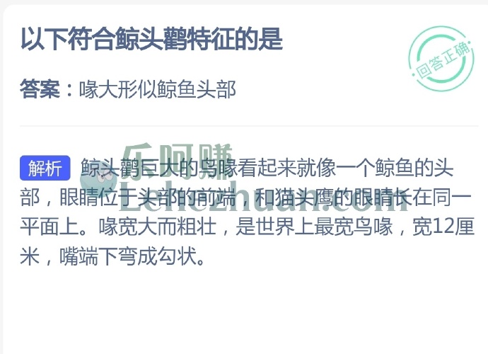 以下符合鲸头鹳特征的是?