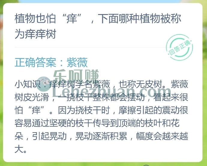 植物也怕痒,哪种植物被称为痒痒树?