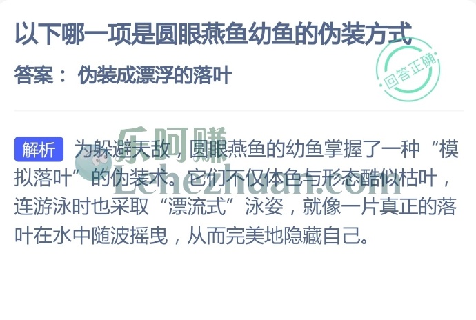 以下哪一项是圆眼燕鱼幼鱼的伪装方式?