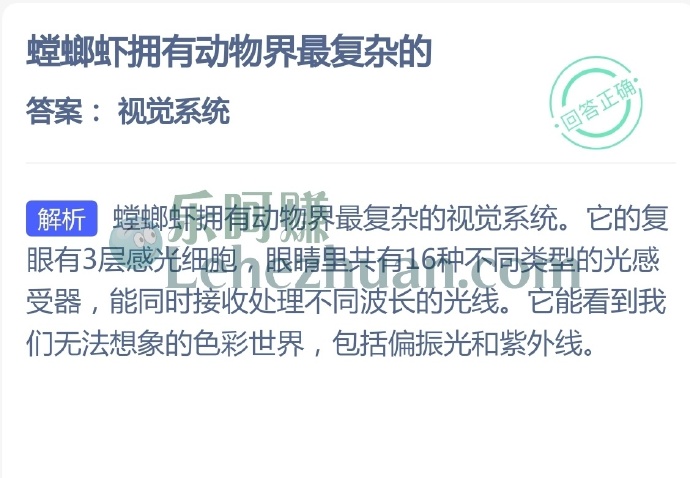 螳螂虾拥有动物界最复杂的?