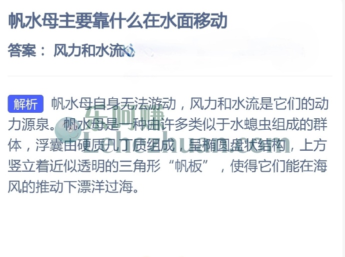 帆水母主要靠什么在水面移动?