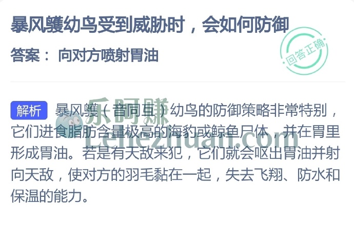 暴风鹱幼鸟受到威胁时会如何防御?