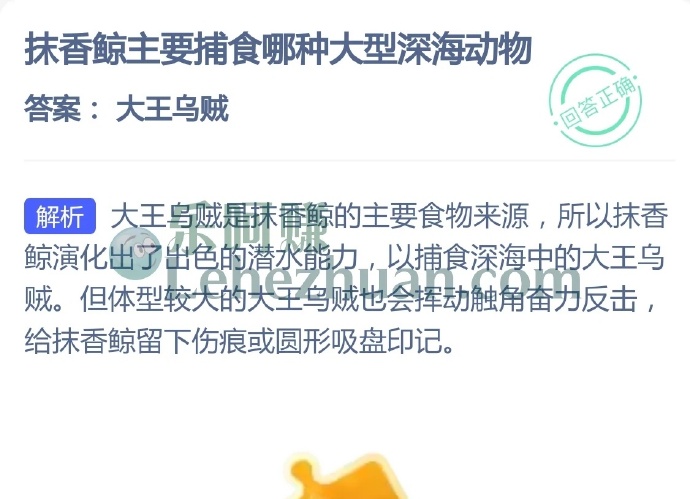抹香鲸主要捕食哪种大型深海动物?