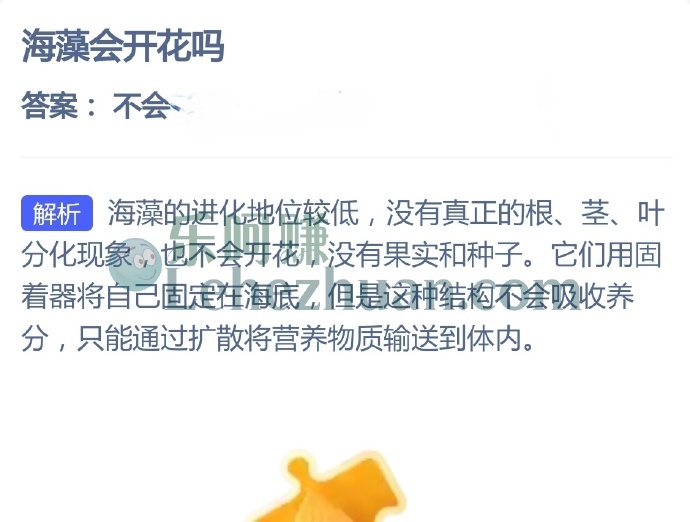 海藻会开花吗?