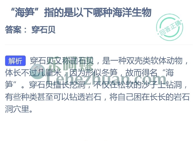 海笋指的是哪种海洋生物?