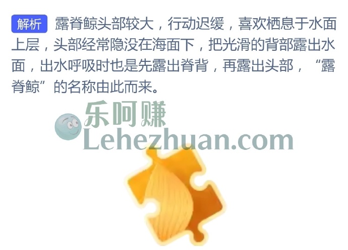 露脊鲸之所以得名主要是因为?