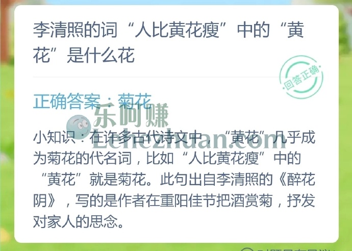 李清照的词人比黄花瘦中的黄花是什么花?