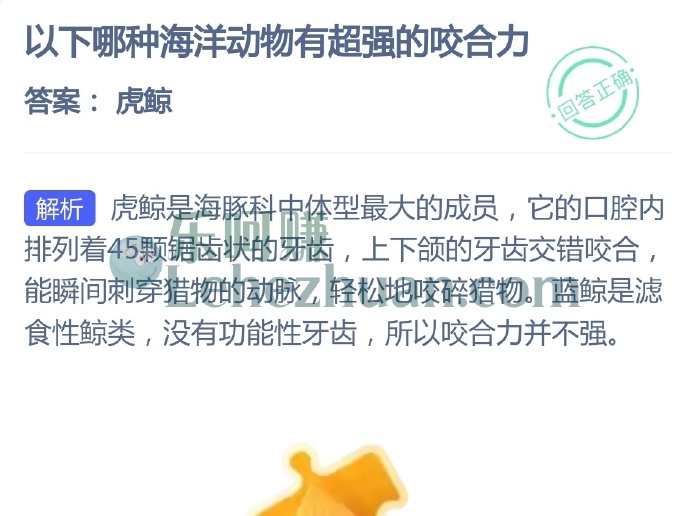 以下哪种海洋动物有超强的咬合力?