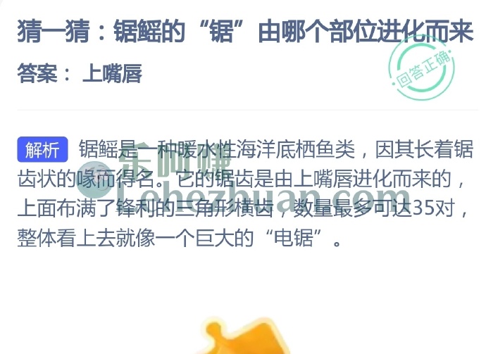 锯鳐的锯由哪个部位进化而来?