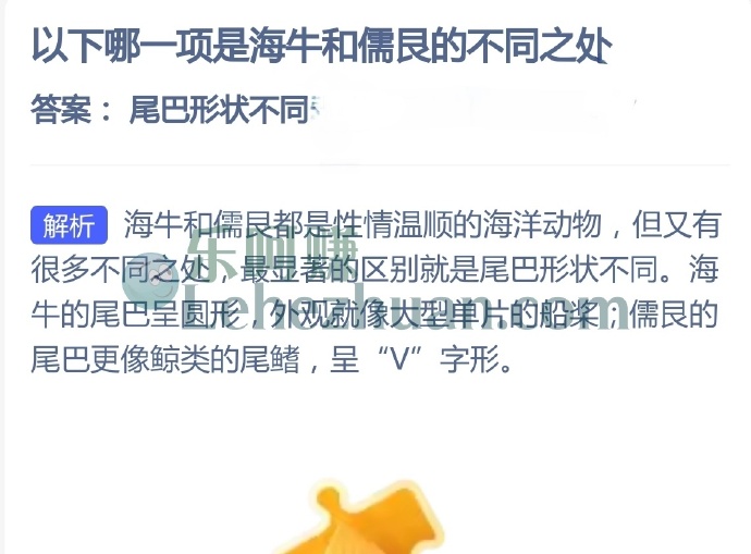 以下哪一项是海牛和儒艮的不同之处?