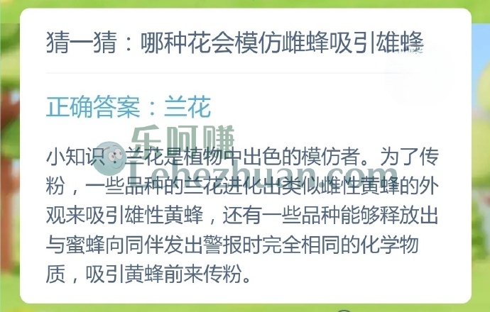 哪种花会模仿雌蜂吸引雄蜂?