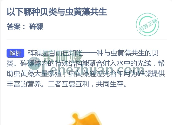 哪种贝类与虫黄藻共生?
