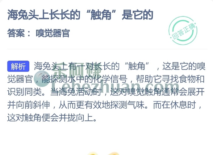 海兔头上长长的触角是它的?