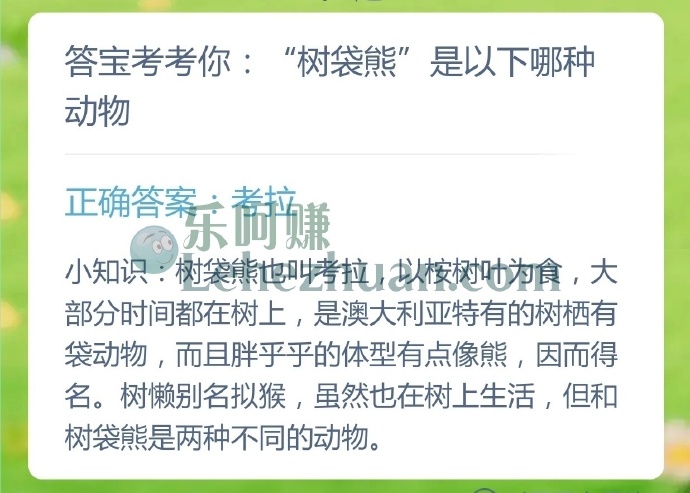 树袋熊是哪种动物?