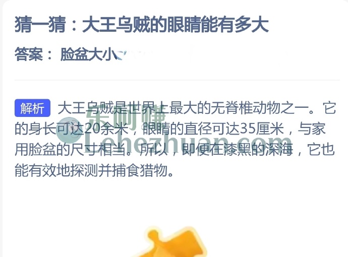 大王乌贼的眼睛能有多大?