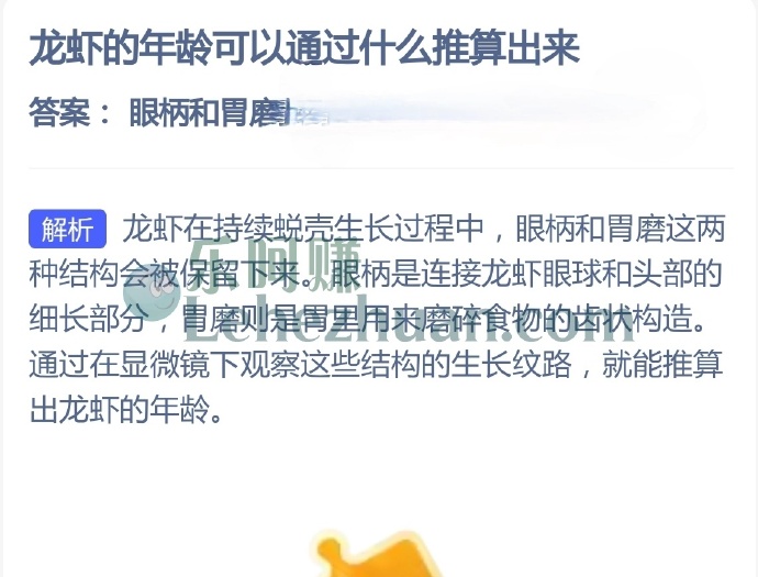 龙虾的年龄可以通过什么推算出来?