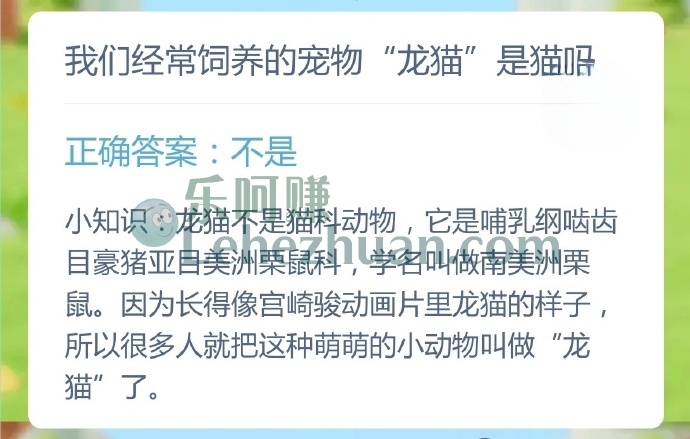 我们经常饲养的宠物龙猫是猫吗?