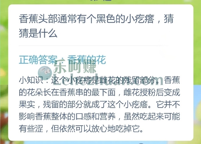 香蕉头部通常有个黑色的小疙瘩,猜猜是什么?