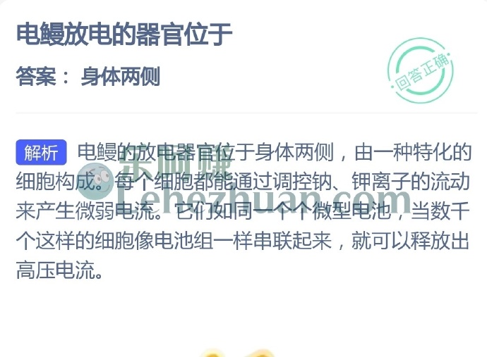 电鳗放电的器官位于?