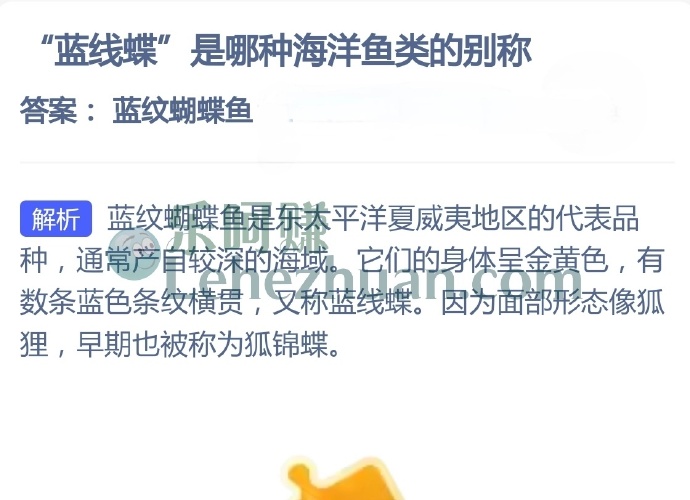 蓝线蝶是哪种海洋鱼类的别称?