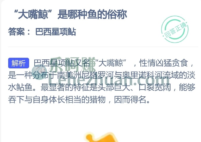 大嘴鲸是哪种鱼的俗称?