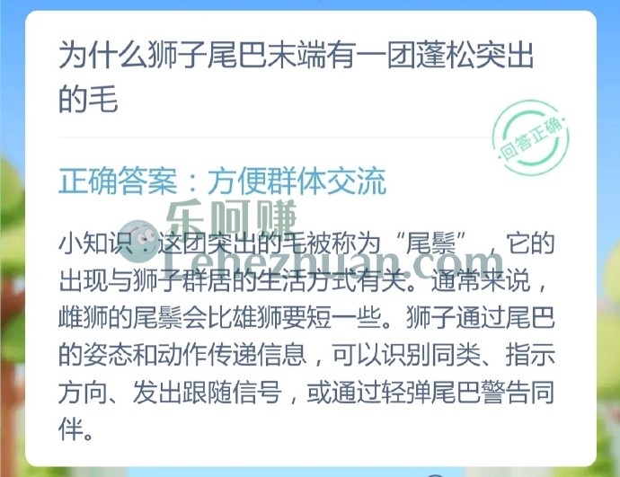 为什么狮子尾巴末端有一团蓬松突出的毛?