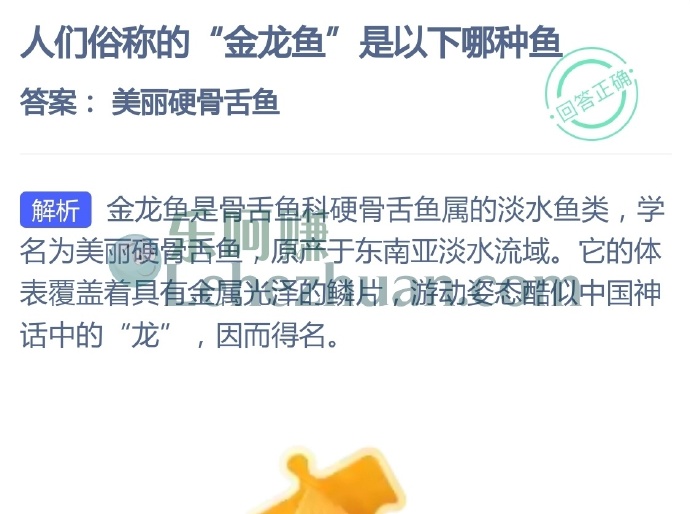 人们俗称的金龙鱼是哪种鱼?