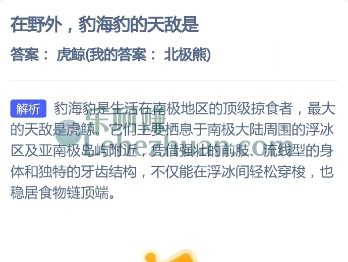 在野外,豹海豹的天敌是?
