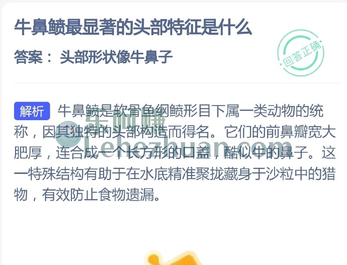 牛鼻鲼最显著的头部特征是什么?