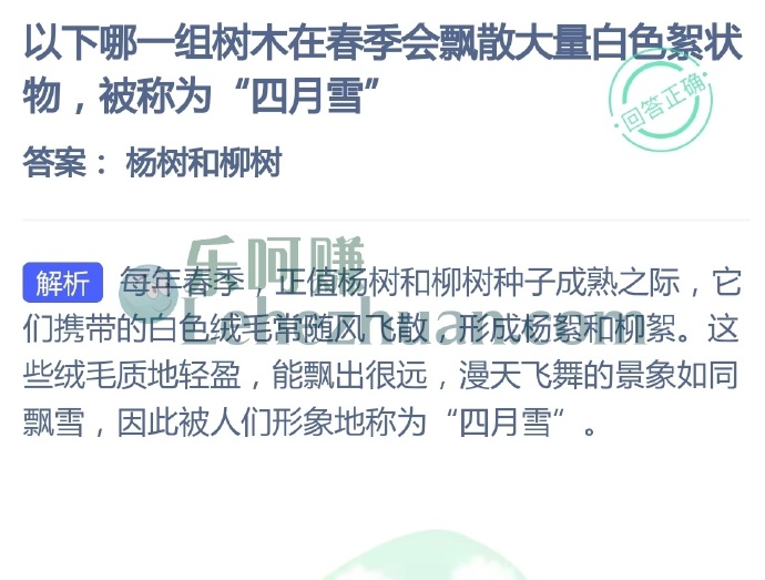 哪些树木在春季会飘散大量白色絮状物,被称为四月雪?