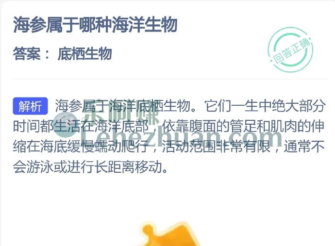 海参属于哪种海洋生物?
